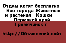 Отдам котят бесплатно  - Все города Животные и растения » Кошки   . Пермский край,Гремячинск г.